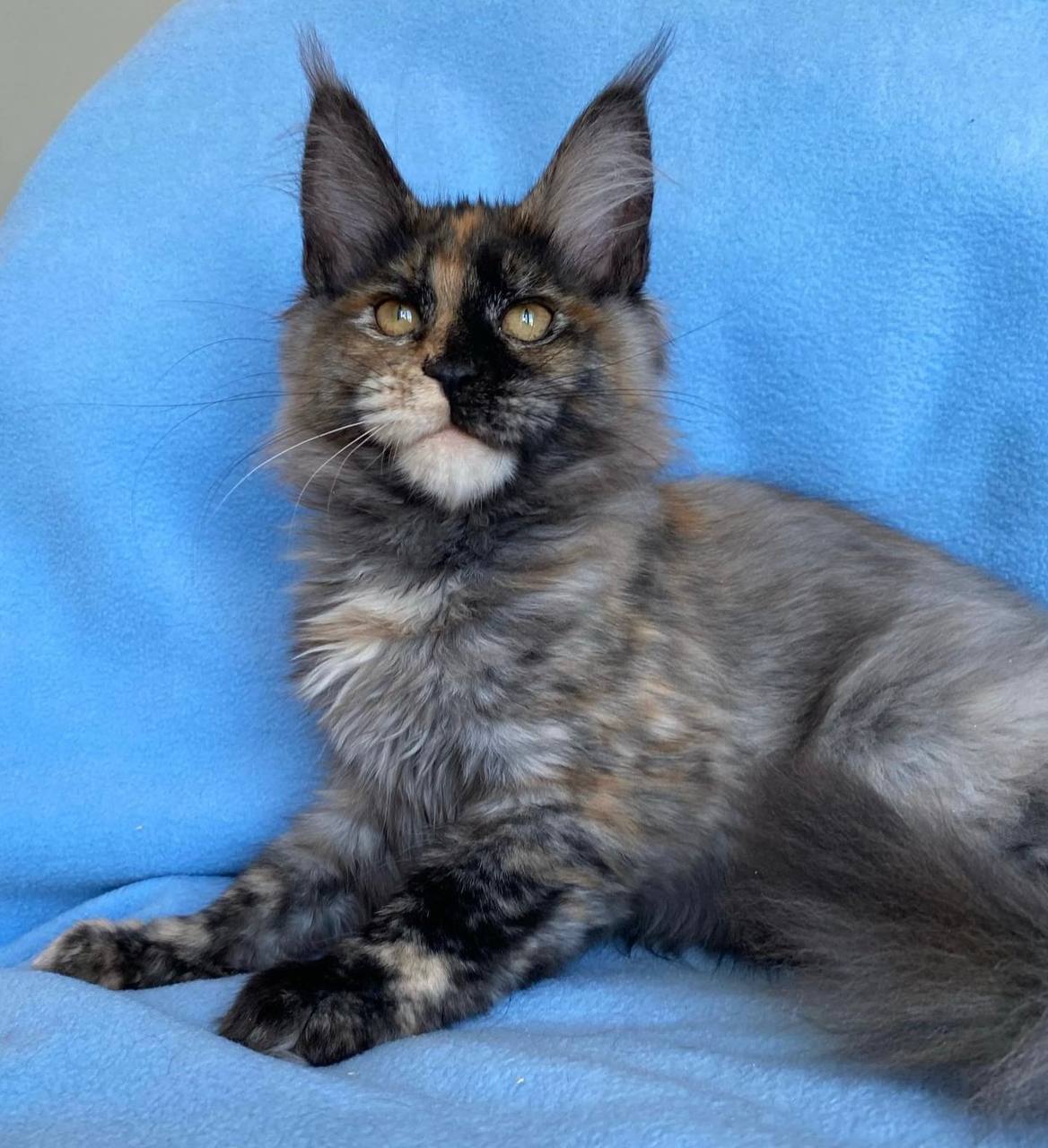 Maine coon cats for sale