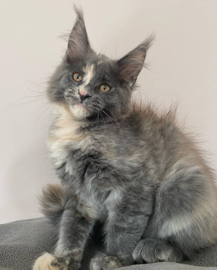 Maine coon cats for sale