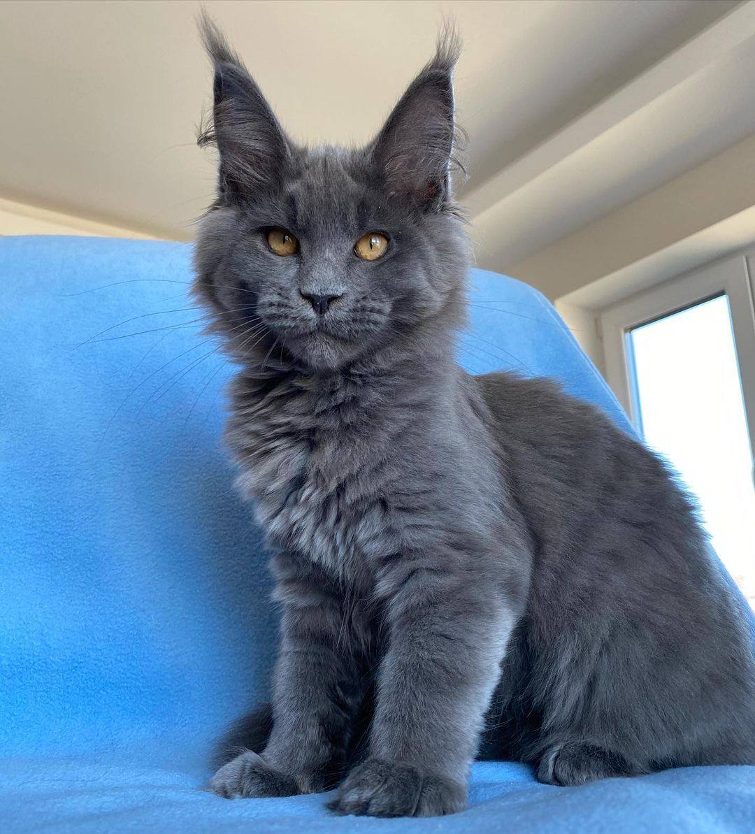 Maine coon cats for sale