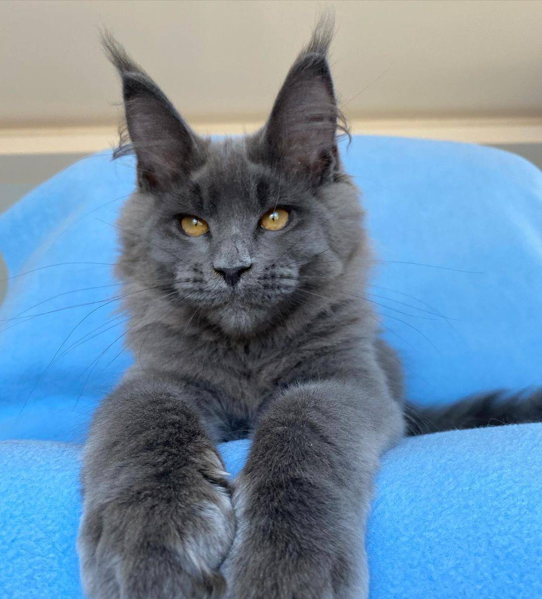 Maine coon cats for sale