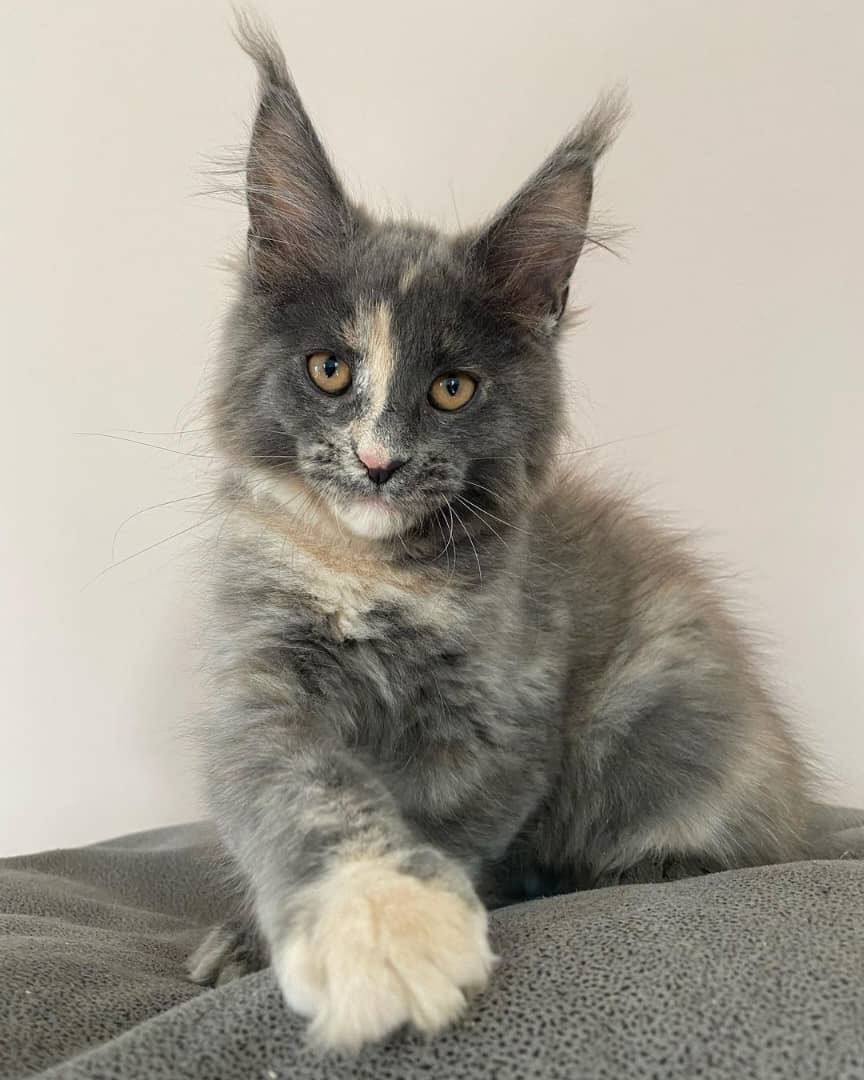 Available Maine Coons – Taylor's Maine Coons