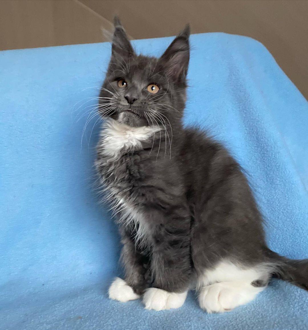 Maine coon cats for sale