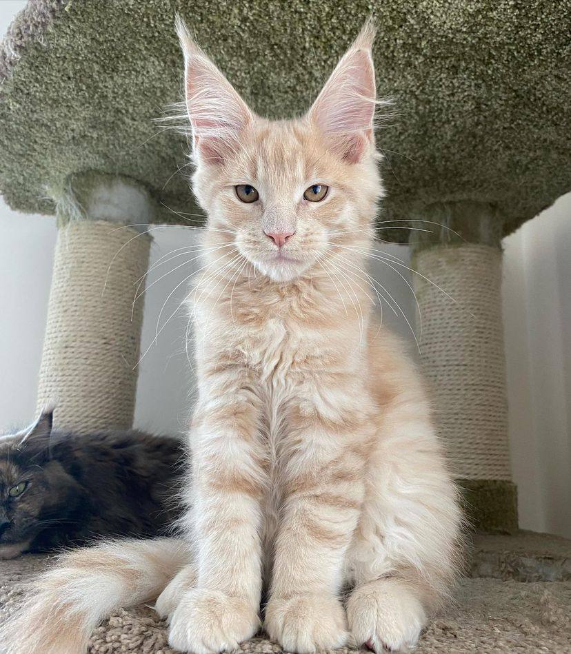 Maine coon cats for sale