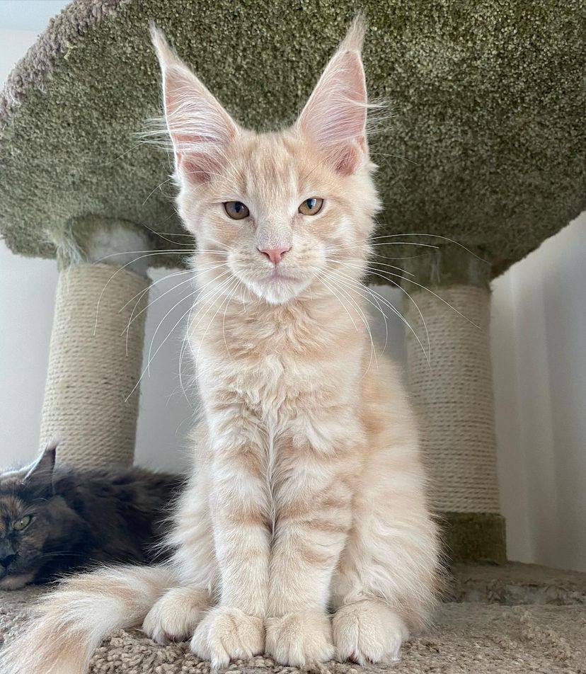 Maine coon cats for sale