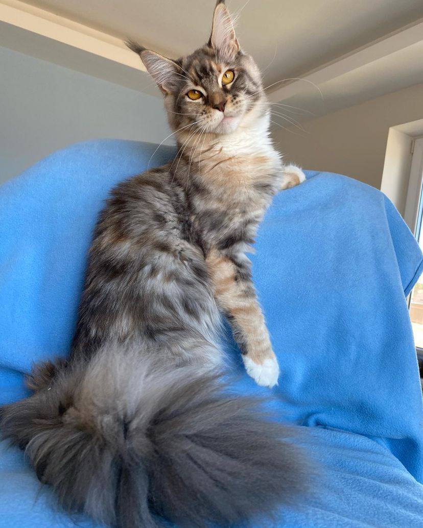 Maine coon cats for sale