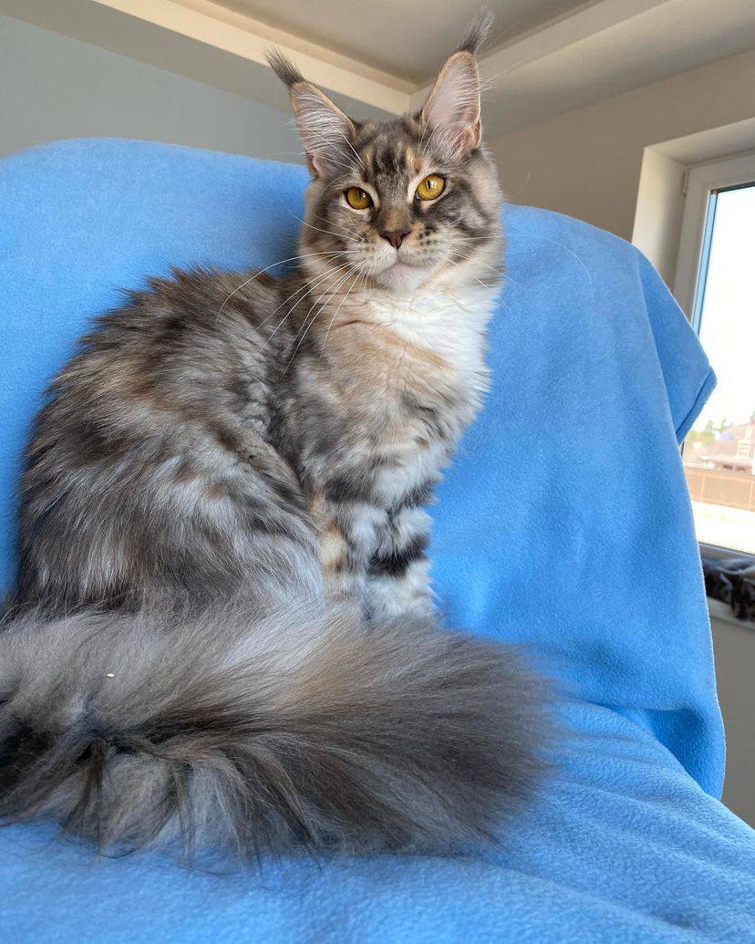 Maine coon cats for sale