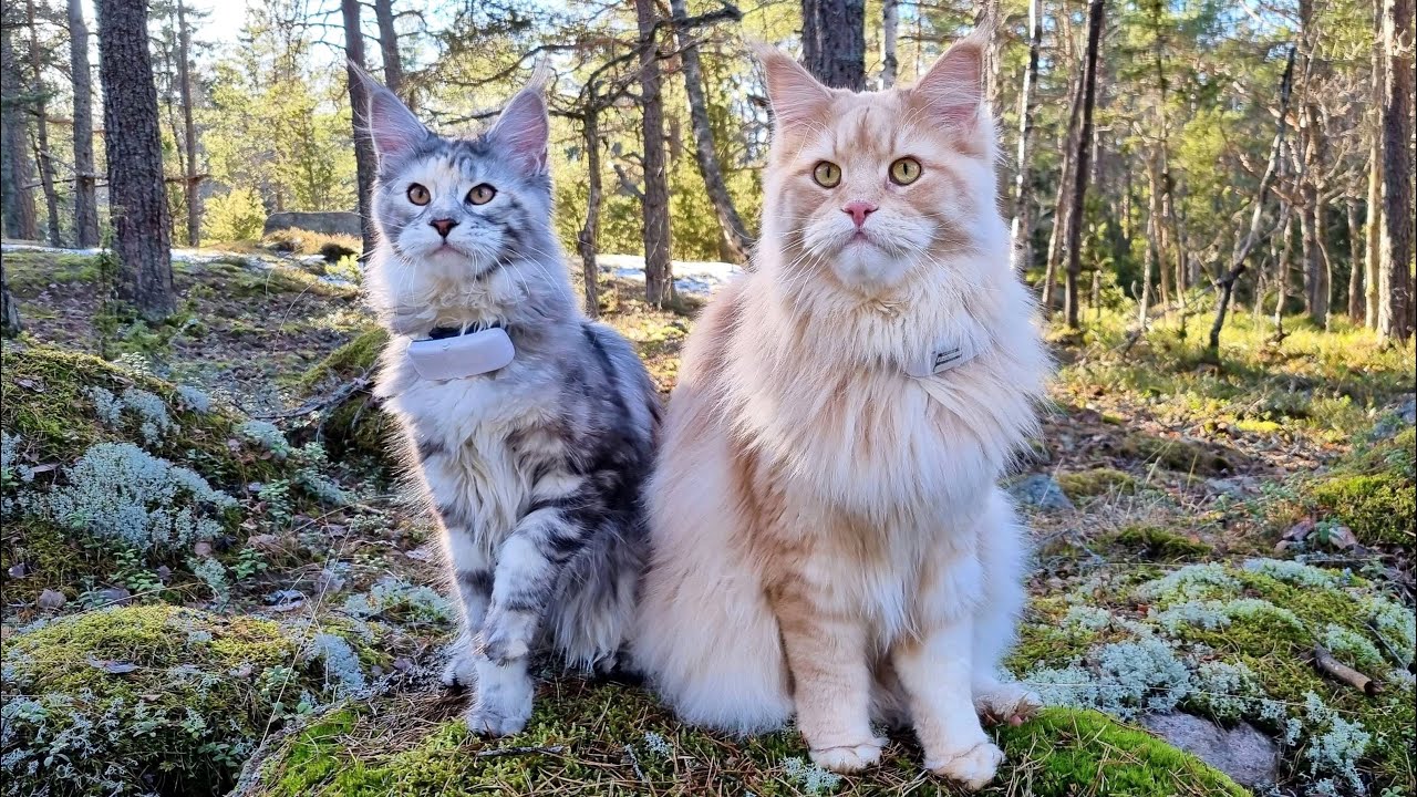 Maine coon cats for sale