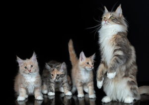 Buy maine coon cats online